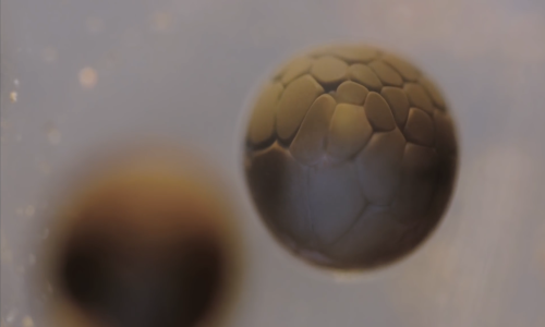 Pogledajte kako se stvarno dijele žive stanice