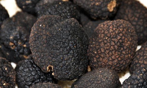 U kamionu za Hrvatsku Srbi zaplijenili čak 44 kilograma tartufa