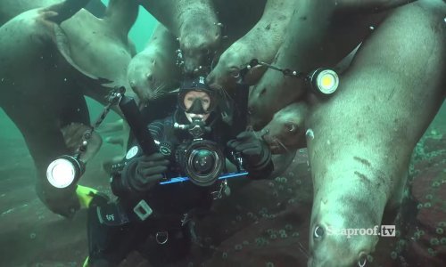 Kakav je osjećaj roniti s morskim lavovima? Nezaboravan!