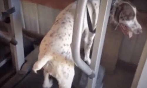 Trčanje je za mlakonje, pravi frajeri voze skejt