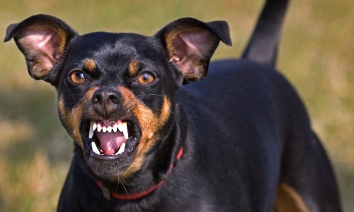 Jack Russell terijer nerijetko je podjednako žestok kao pit bull