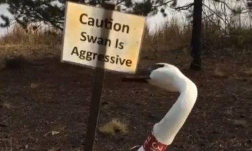 Ako ne vjerujete natpisima, vjerujte svojim očima