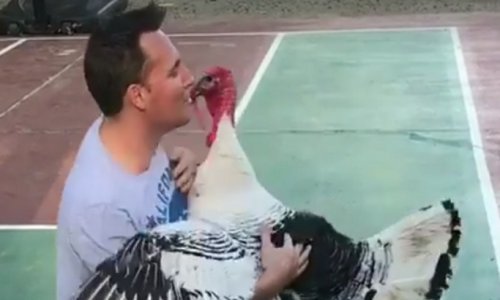 Puranu treba samo malo maženja ili bi nešto više?