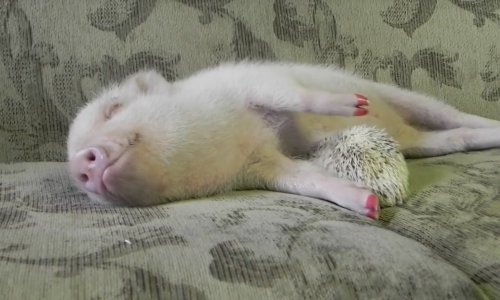 [VIDEO] Nije pametno maziti se s ježom, ali patuljastoj svinji nije problem