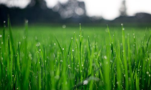 Uskoro ćemo košnjom trave proizvoditi gorivo za zrakoplove