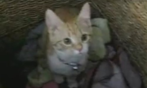 Uz ovu macu razbacane prljave čarape postat će stvar prošlosti