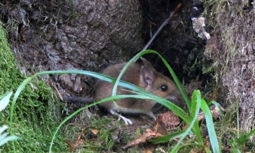 Jesmo li pred novom epidemijom "mišje groznice" na Medvednici?