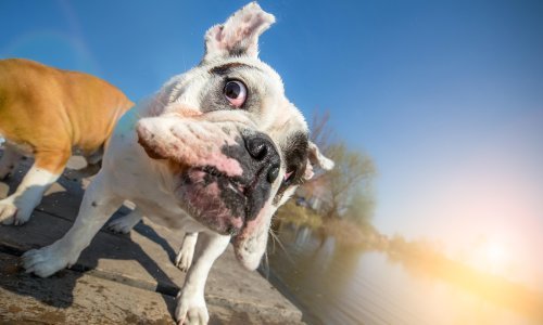 Zdravlje engleskih buldoga moglo bi biti nepovratno uništeno