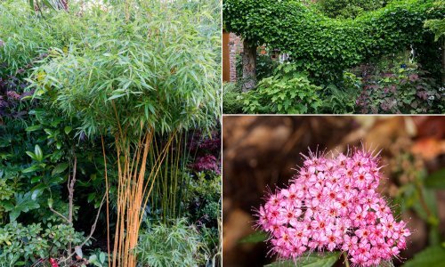 Deset biljaka koje se ne isplati saditi u vrtu