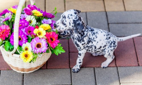 Kako brinuti za gluhog psa