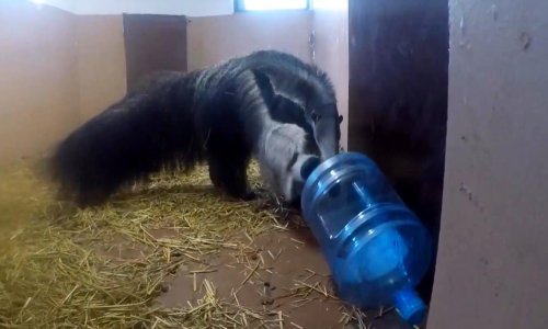 Upoznajte mravojedicu Ariel iz zagrebačkog ZOO-a