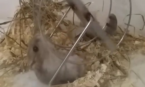 Trči a leži: Je li ovaj hrčak lijen ili kreativan?