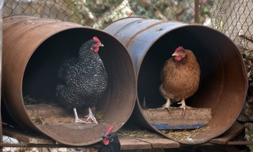 Ptičja gripa kod Vinkovaca – eutanazija zaražene peradi