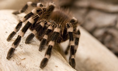 Vrlo, vrlo neobične posljedice paukovih ugriza