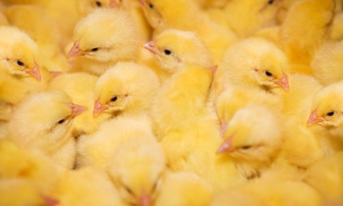 U strahu od ptičje gripe pobili 112.000 kokoši