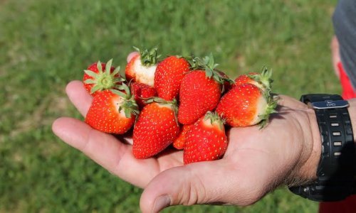 Vrgoračka jagoda uranila 20 dana