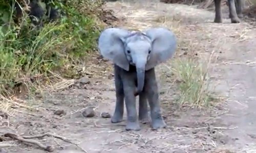 Slatka beba slon odlučila napasti auto s turistima