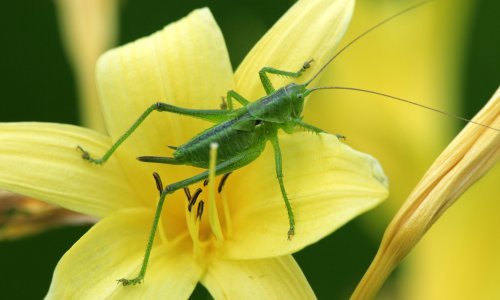 Ne učinimo li nešto odmah, više nikada nećemo čuti zvuk cvrčaka