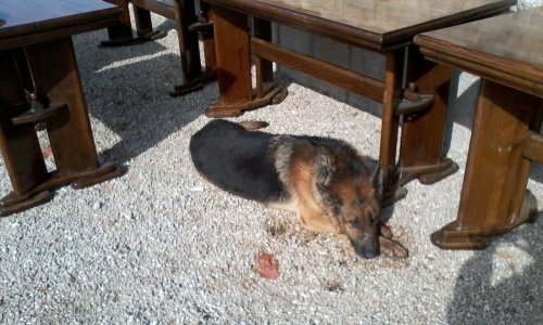 Premazali kozliće otrovom da otruju pse