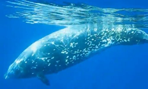 I među kitovima ima šampiona u ronjenju na dah