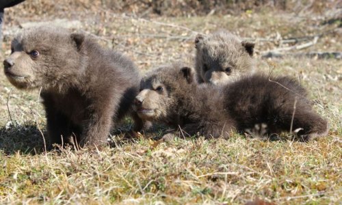 Medvjedići u zadnji čas spašeni od kosovskih restorana
