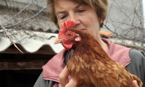 Kokoši hrvatice vraćaju se na velika vrata