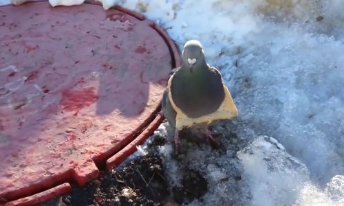 Zaboravite modnog mačka, stigao je modni golub