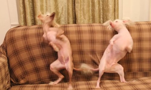 Ludi rasplesani pas pronašao pripravnika