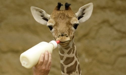 Dramatična studija: U tijeku je šesto masovno izumiranje vrsta u povijesti Zemlje