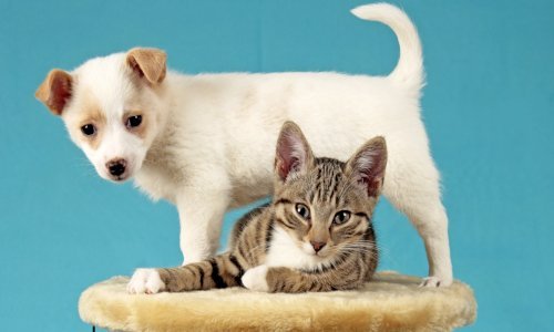 Mačke i psi timski čuvaju domove od glodavaca