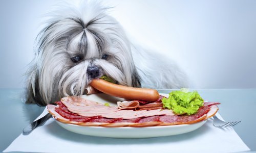 Ovo je hrana koju nikako ne smijete davati ljubimcima