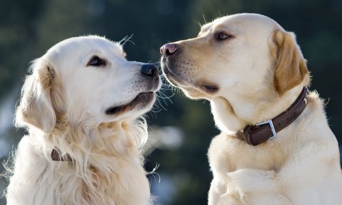 Psi prepoznaju i ne vole nepravdu
