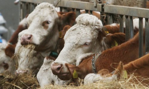 Stiže nova uredba iz Europe, a naši mljekari pojma nemaju