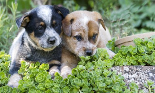 Bore li se psi uopće za dominaciju?