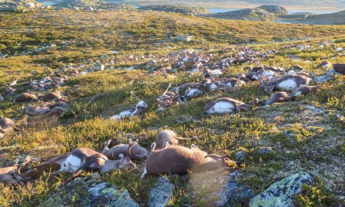 Kako je moguće da munja ubije čak 323 soba odjednom?