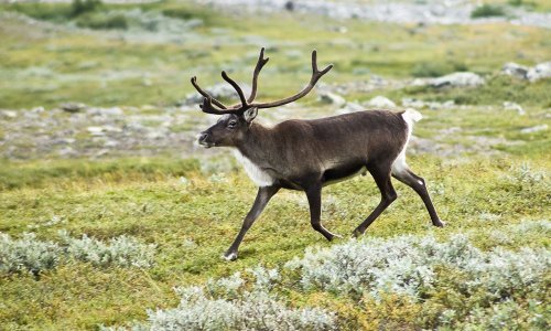 Toplinski val u Sibiru probudio po život opasan virus