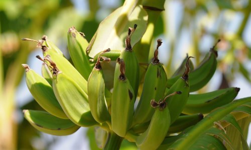 U Zagorju prvi put rodile banane