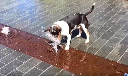 Psi znaju kako se rashladiti tijekom vrućina