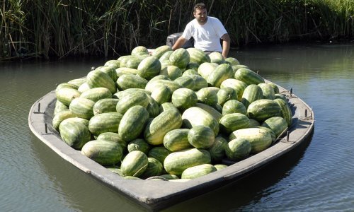 'Domaću lubenicu neće nitko ni za 50 lipa po kilogramu'