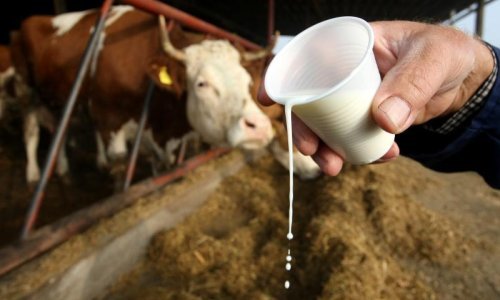 Mljekari prijete Plenkoviću da će sa stokom izaći na zagrebačke ulice