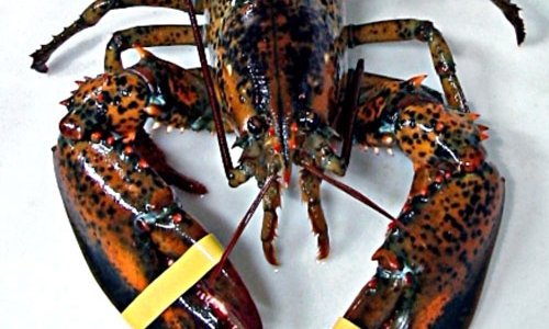 Jastozi su postali - kanibali!