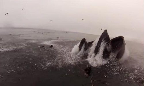 Kitovi skoro progutali ronioce