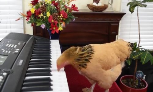 Puno se kokoši bavi glazbom, ali malo ih je darovitih poput ove