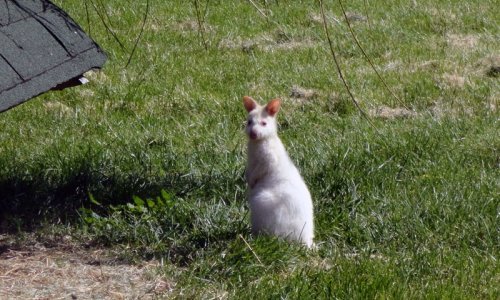 Osječki ZOO dobio preslatkog albino klokana