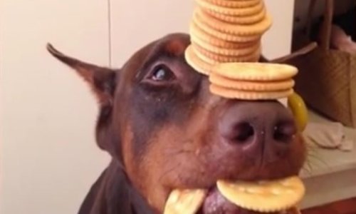 Smireni doberman oduševit će vas samokontrolom