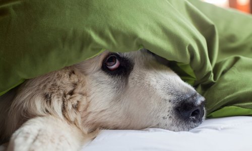 Ovako ćete zaštiti ljubimce od božićne pucnjave