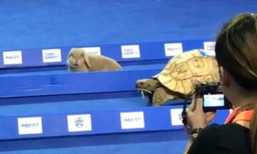 Tko je brži – kornjača ili zec?