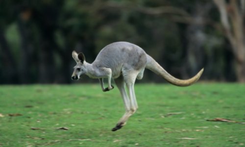Njemačka policija šakama se obračunala s odbjeglim klokanom