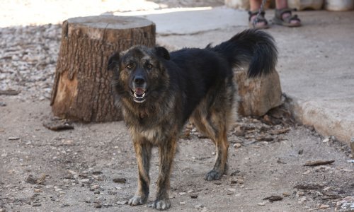 Sud odlučio: Medo je kriv za preglasno lajanje