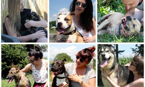 Na Tinderu pokrenuli kampanju za udomljavanje pasa